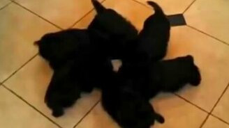 Весёлые сюжеты с собаками - смотреть видео (2:25)