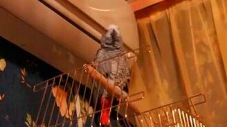 Попугай разговаривает, как кошка - смотреть видео (0:23)