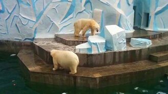 Медвежьи разборки - смотреть видео (2:04)