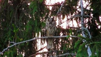 Встреча с совой в лесу - смотреть видео (0:51)