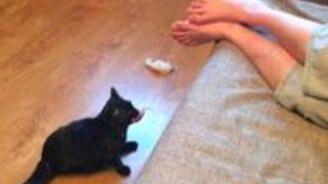 Кошка-тренога носит апорт - смотреть видео (1:14)