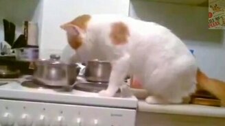 Чего бы пожевать? - смотреть видео (1:46)