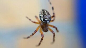 Насекомые вблизи - смотреть видео (2:13)