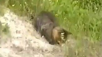 Кошачья семья ловит рыбу - смотреть видео (3:10)