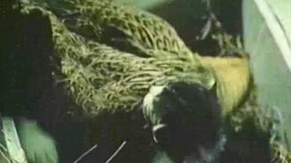 Курице - котята, кошке - цыплята - смотреть видео (3:18)