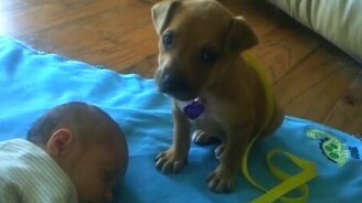 Щенок сторожит сон ребёнка - смотреть видео (1:49)