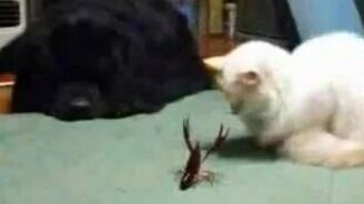 Кошка против краба - смотреть видео (2:47)