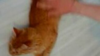 Кручёный котяра - смотреть видео (0:26)