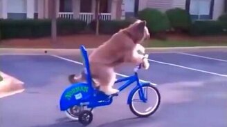 Позитивная животина - смотреть видео (13:36)