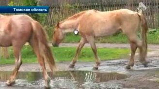 Конь-хулиган - смотреть видео (2:46)