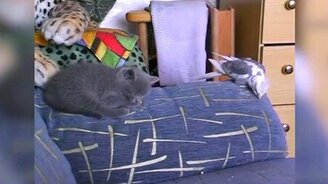 Попугай ворует печеньку у котёнка - смотреть видео (1:28)