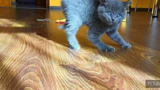 Неуклюжести котёнка - смотреть видео (1:35)