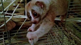 Лори кушает сверчка - смотреть видео (0:23)