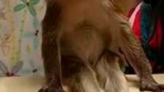 Гигиена для обезьянки - смотреть видео (1:43)