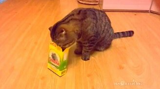 Самоупаковывающиеся коты - смотреть видео (2:20)