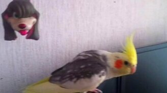 Попугайчик встревожен - смотреть видео (2:23)