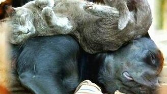 Псы как диваны для кошек - смотреть видео (0:50)