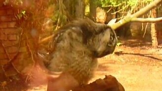 Забавный совёнок - смотреть видео (0:28)