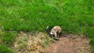 Зайчиха против змеи - смотреть видео (1:52)