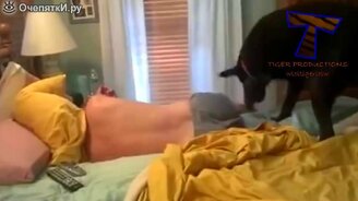 Собаки будят хозяев - смотреть видео (5:26)