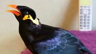 Птица говорит по-японски - смотреть видео (0:40)