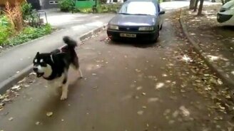 Хаски взяла машину на буксир - смотреть видео (0:25)