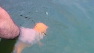 Рыбка играет с человеком - смотреть видео (0:38)