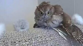 Домашняя совушка купается - смотреть видео (5:54)