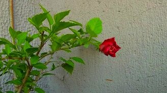 Как распускается гибискус - смотреть видео (1:06)