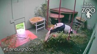 Один день из жизни панды - смотреть видео (2:40)