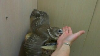 Забавный Гнусь - смотреть видео (2:18)