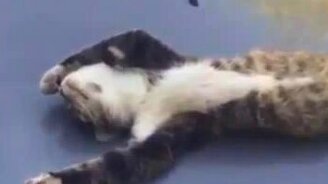 Кот уснул на капоте - смотреть видео (0:15)