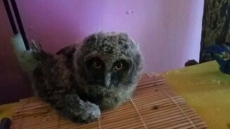 Симпатичный совёнок - смотреть видео (0:40)