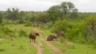 Буйволы против львов - смотреть видео (1:33)