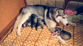 Милота семейства хаски - смотреть видео (3:41)