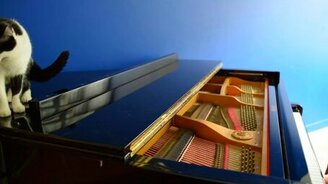 Неуклюжий кот на рояле - смотреть видео (0:11)