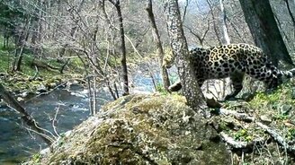 Любимое дерево барса - смотреть видео (0:47)