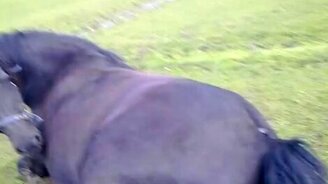 Рождение жеребёнка - смотреть видео (6:43)