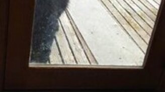 Кошка испугала медведя - смотреть видео (0:15)