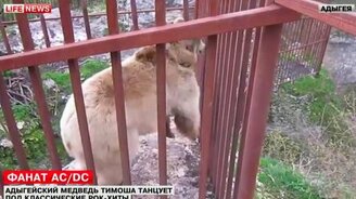 Мишка - хард-рокер - смотреть видео (0:43)