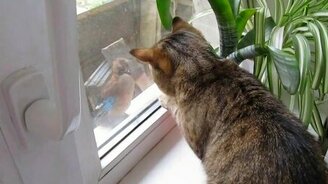 Птичка-дразнилка и кот - смотреть видео (0:58)