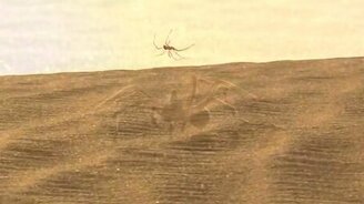 Паучара-акробат - смотреть видео (0:24)