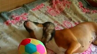 Собака и хорёк резвятся - смотреть видео (6:02)