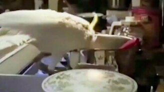 Семь стадий любви у зверей - смотреть видео (1:01)