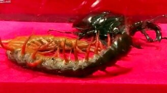 Сколопендра против жука-оленя - смотреть видео (2:25)