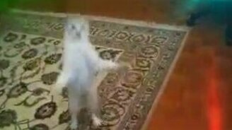 Кот прыгун - смотреть видео (0:23)