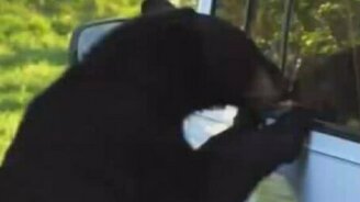 Гризли против автомобиля - смотреть видео (2:53)