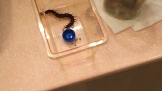 Как отпугнуть сколопендру - смотреть видео (1:00)