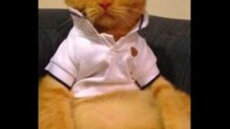 Котяра в футболке - смотреть видео (0:23)