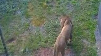 Дети и лев - смотреть видео (1:47)